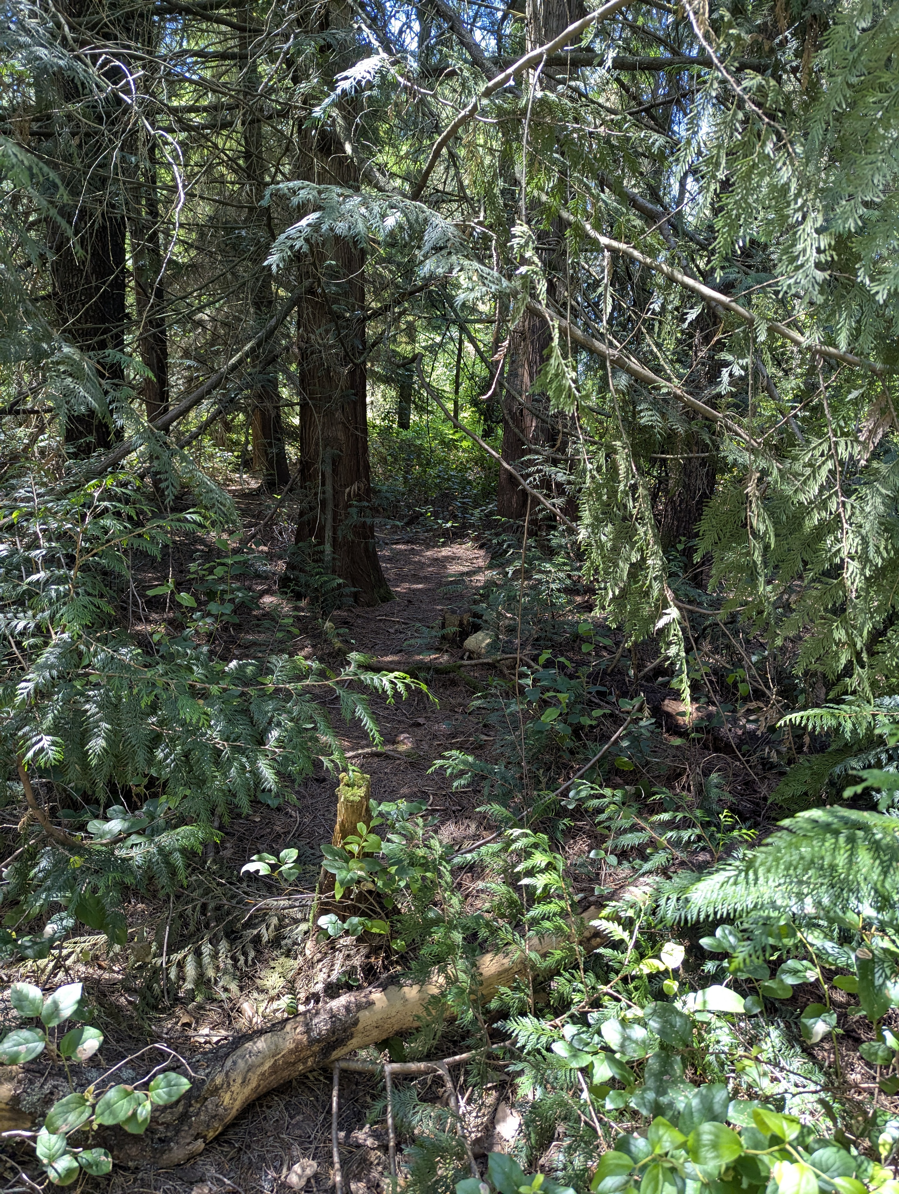 Birthday Trip to Canada, Delta, Burns Bog, Vancouver, British Columbia